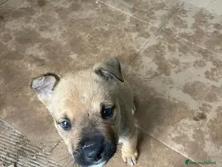 Altre razze cani SOS SOS SOS DOCLE CUCCIOLO - Annuncio 24