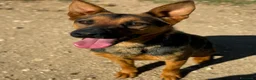 Pastore Tedesco cani in regalo: Pepita  a Città Metropolitana di Bari - Annuncio 3