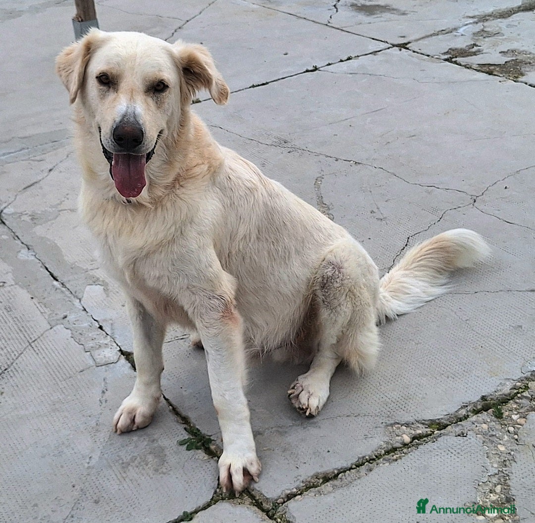 Meticcio cani in regalo: Noè 1 anno taglia grande  - Annuncio 4