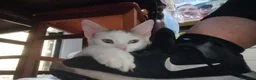 Europeo gatti in regalo: NIKITA, dolce gattina in adozione  - Annuncio 3