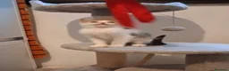 Meticcio gatti in regalo: GATTINI/E a Provincia di Monza e della Brianza - Annuncio 9