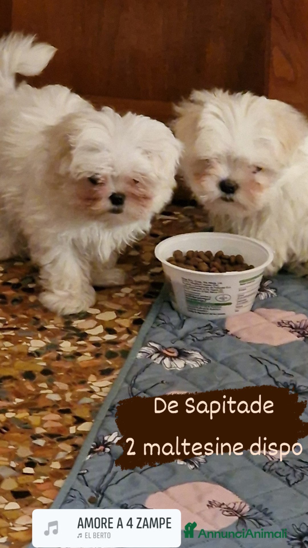 Maltese cani in vendita: Maltesi cucciole femmine - Annuncio 3