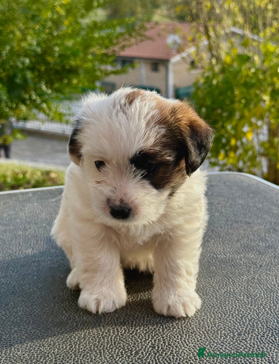 Jack Russell cani in vendita: Jack Russell pelo ruvido - Annuncio 3
