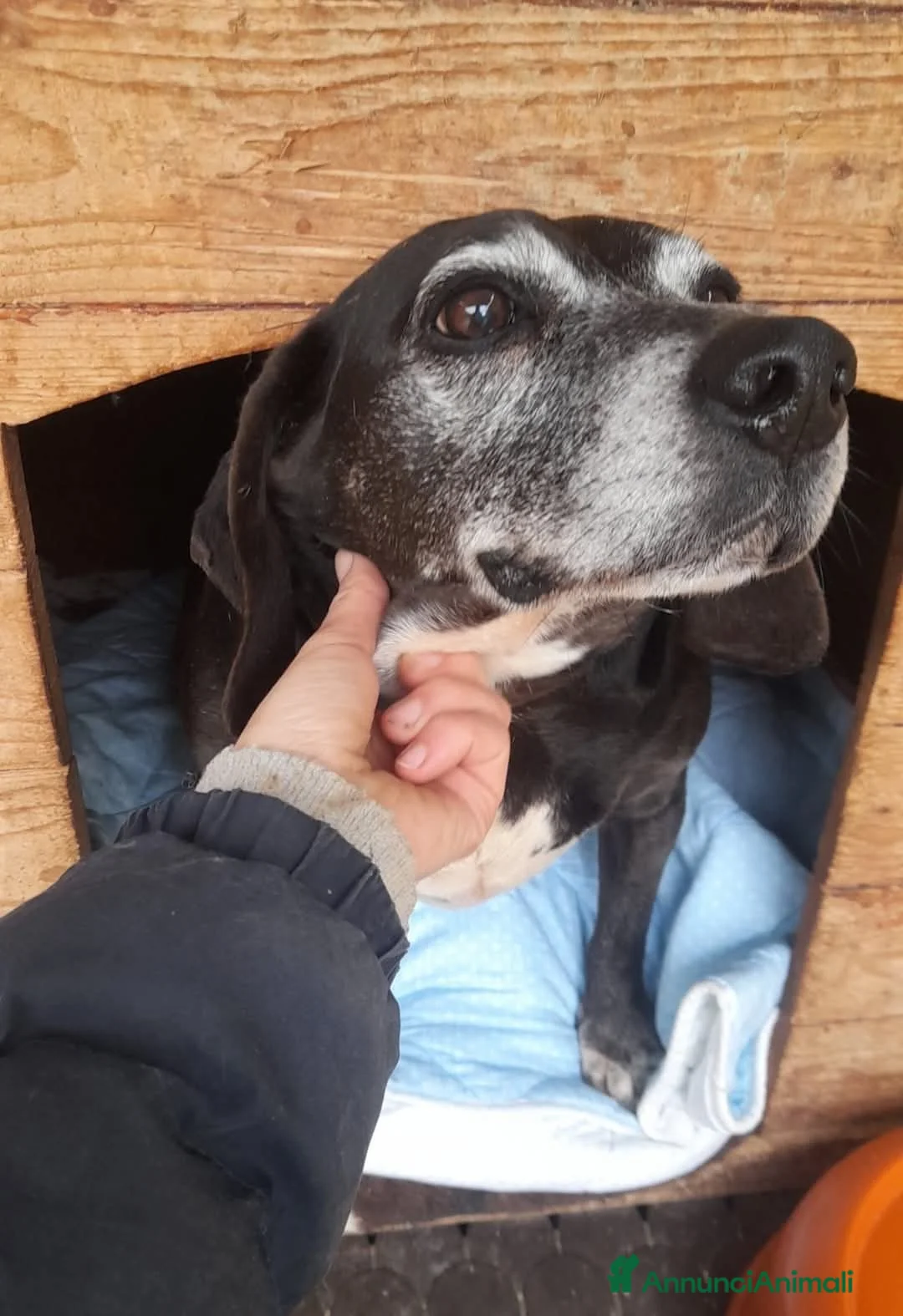 Meticcio cani in regalo: Piccolo, dolce, Barone, cerca disperatamente casa - Annuncio 16