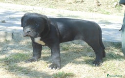 Cane Corso cani in vendita: spettacolari cuccioli di cane corso a Provincia di Cuneo - Immagine 14