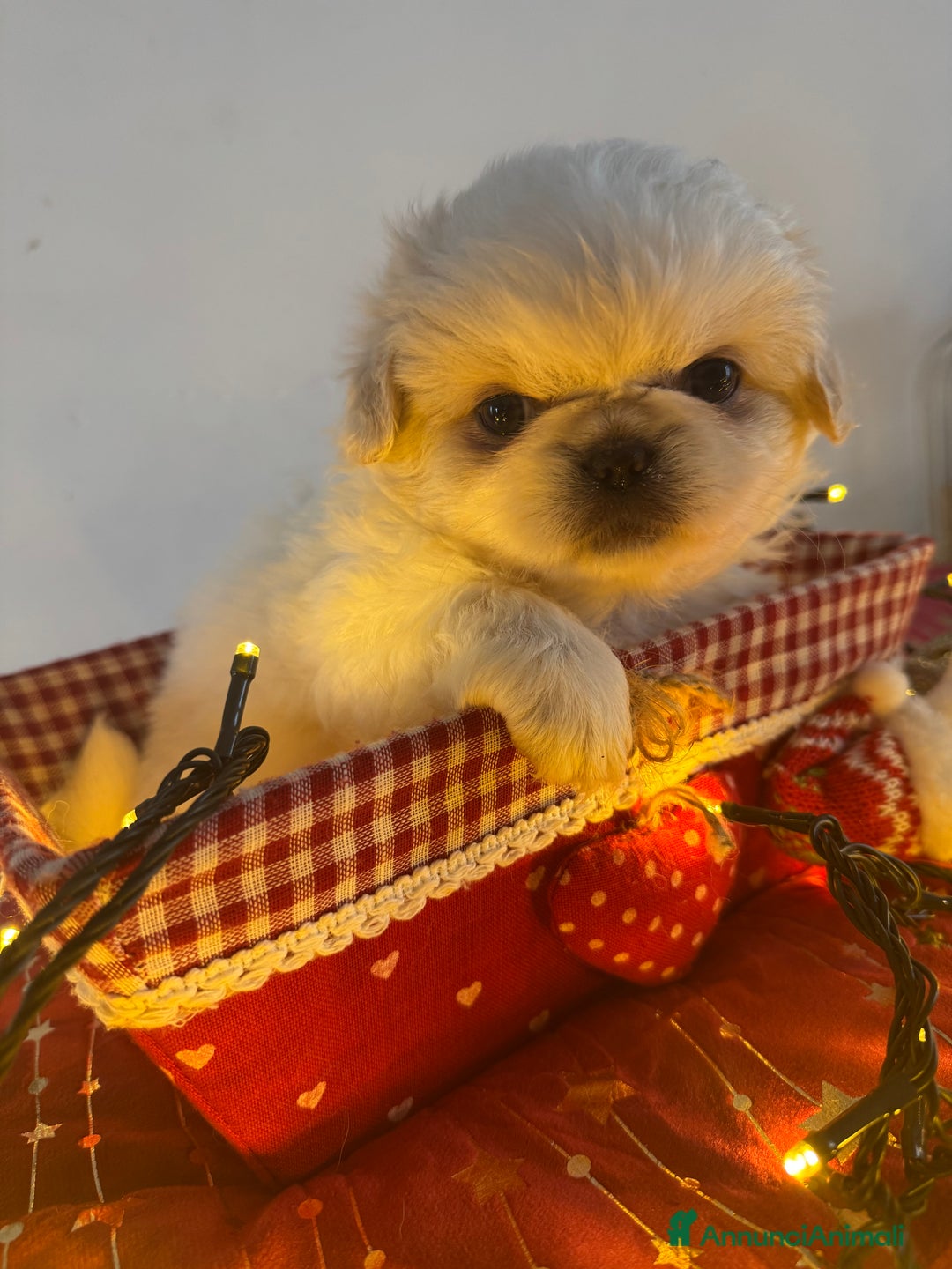 Pechinese cani in vendita: Cuccioli pechinese - Annuncio 2