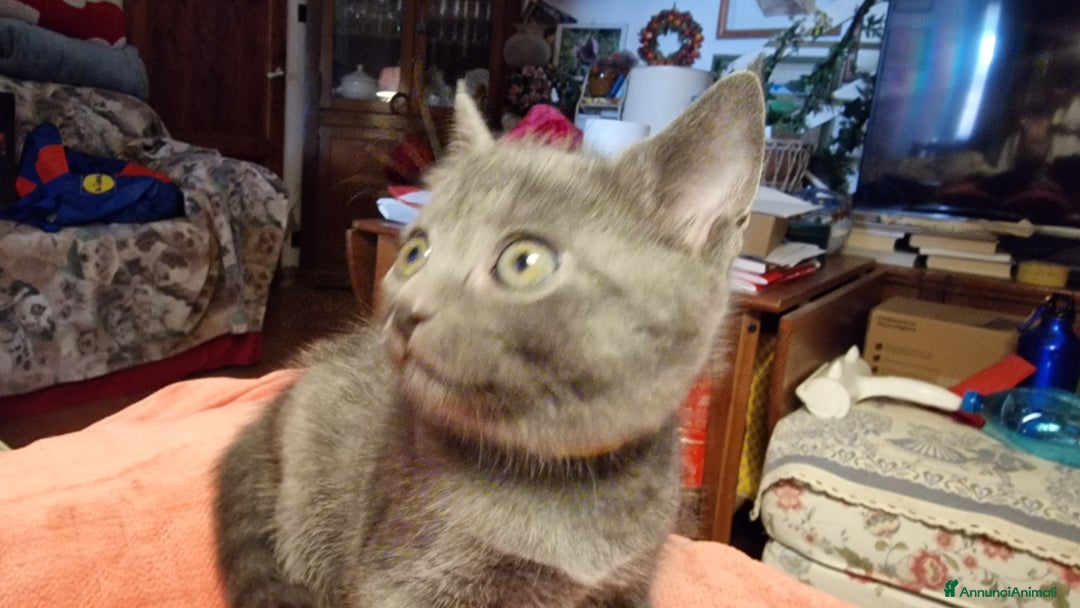 Certosino gatti in vendita: Cuccioli Certosini disponibili a Città Metropolitana di Firenze - Immagine 4