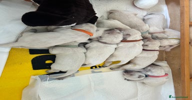 Golden Retriever cani Cuccioli di Golden Retriver - Annuncio 2