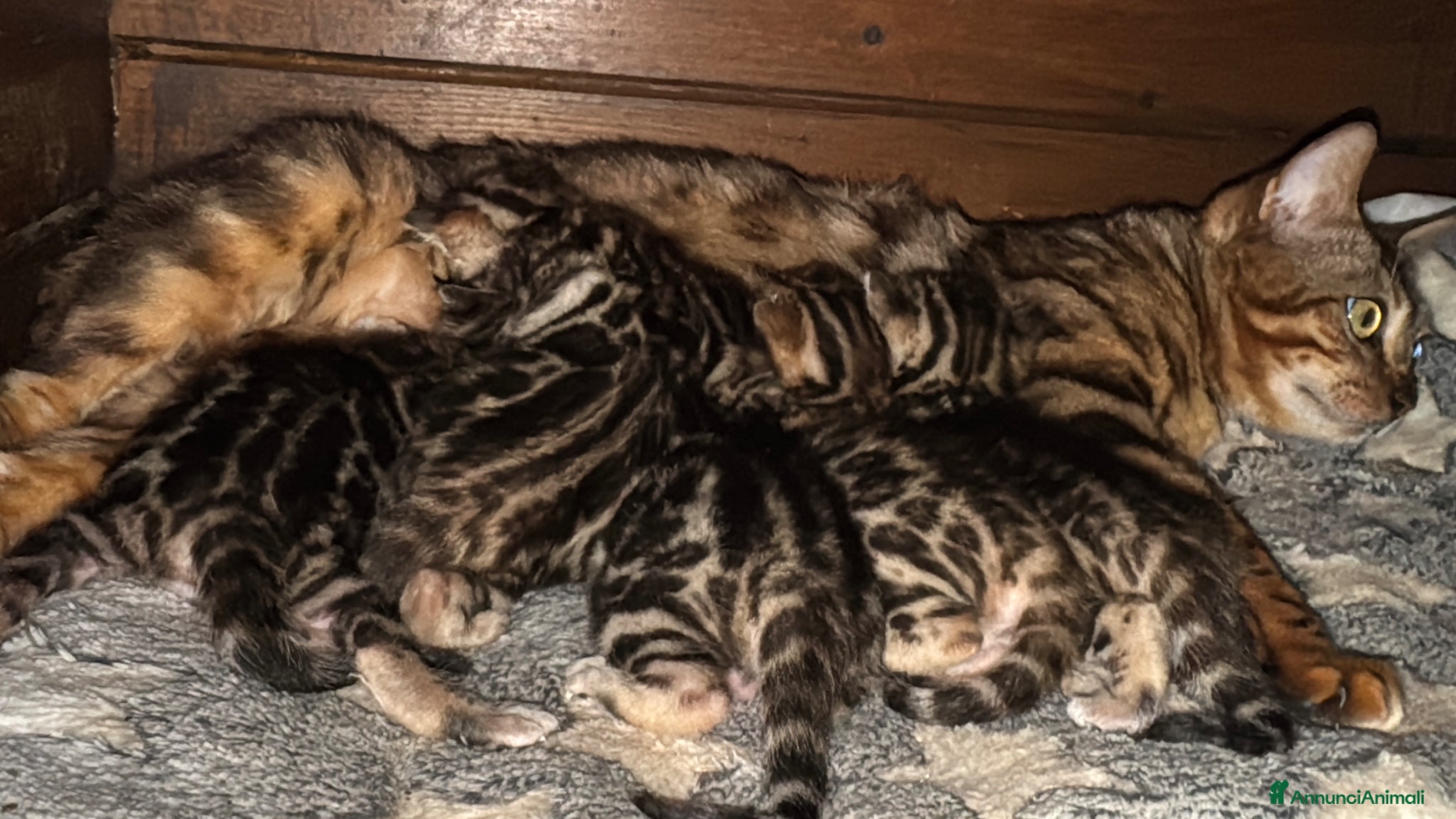 Bengala gatti Bengal brown meravigliosi - Annuncio 1