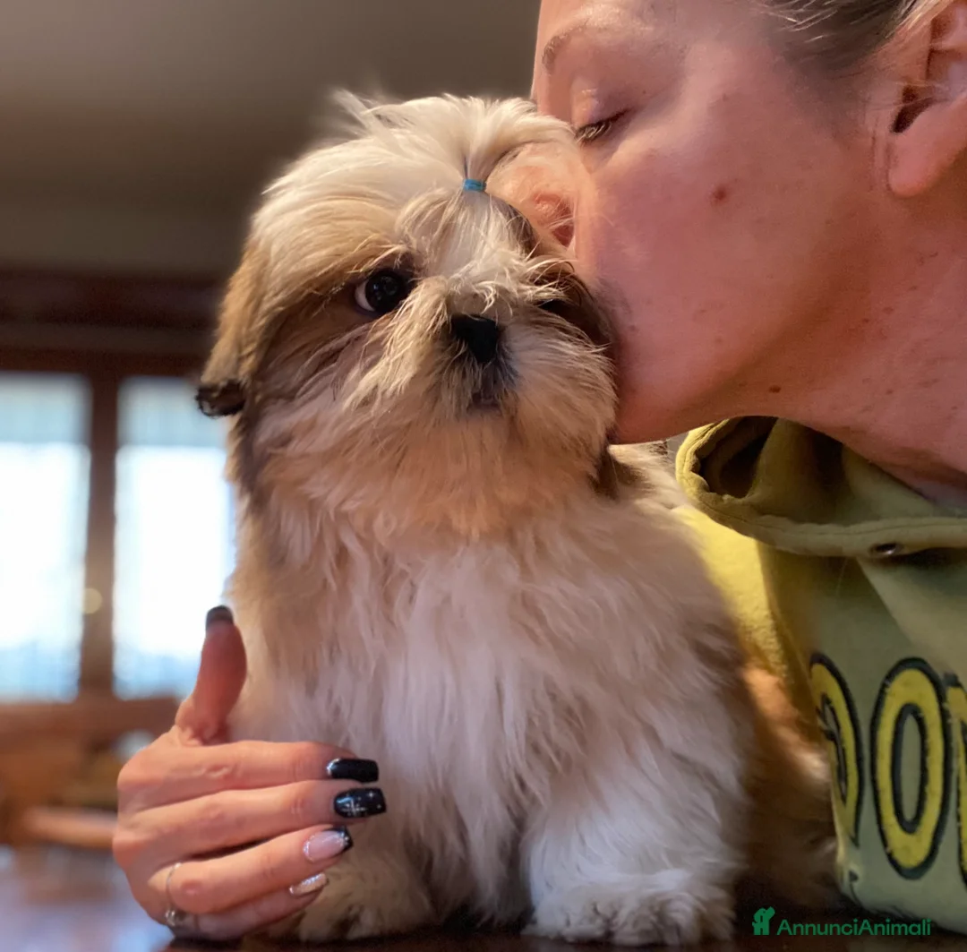 Immagine della galleria {{count}}