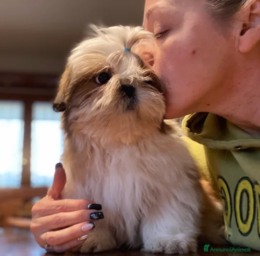 Immagine della galleria {{count}}