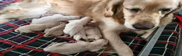 Golden Retriever cani in vendita: CUCCIOLI GOLDEN RETRIEVER - Annuncio 4