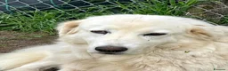 Meticcio cani in regalo: CAMILLA HA BISOGNO DI UNA VERA FAMIGLIA - Annuncio 2