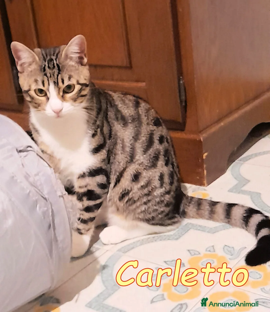 Europeo gatti in regalo: CARLETTO DOLCISSIMO   - Annuncio 3