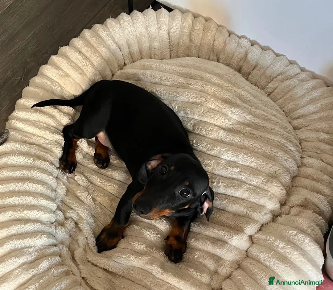 Bassotto cani in vendita: Bellissimo cucciolo di bassotto - Annuncio 5