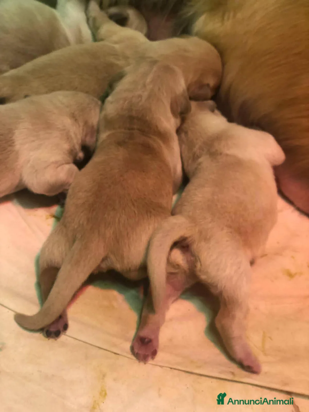 Golden Retriever cani in vendita: Cuccioli di Golden retriever  a Provincia di Varese - Annuncio 7