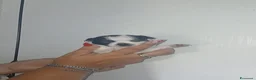 Chihuahua cani in vendita: Cuccioli di chihuahua toy  - Annuncio 4