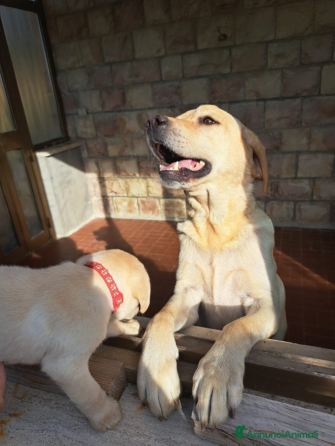 Labrador cani in vendita: Labrador cuccioli con pedigree Enci  - Annuncio 2