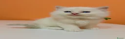 Ragdoll gatti in vendita: Cuccioli di ragdoll - Annuncio 9