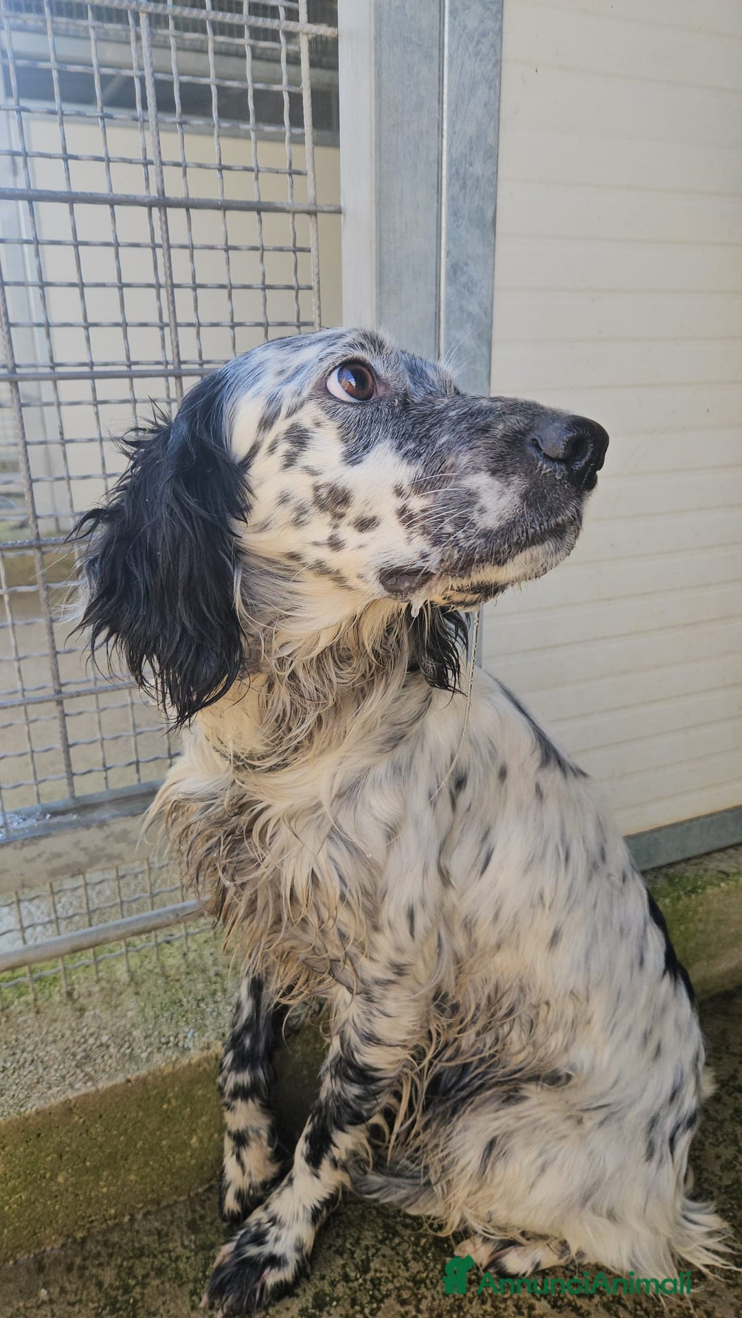 Setter Inglese cani in regalo: Coccinella: giovane dolcissima setterina  - Annuncio 1