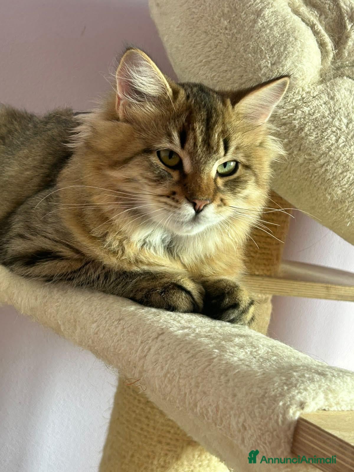 Siberiano gatti in vendita: 2 cucciole di Siberiano - Annuncio 4