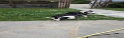 Border Collie cani in vendita: Vendo Border Collie a pelo corto - Annuncio 2