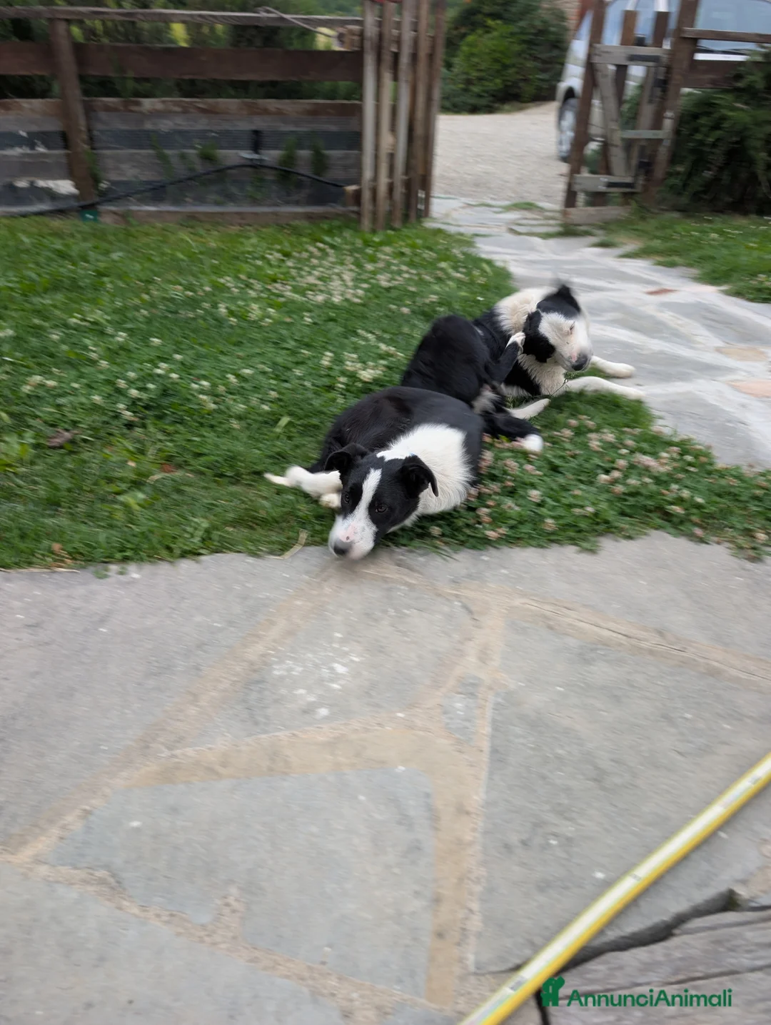 Border Collie cani in vendita: Vendo Border Collie a pelo corto - Annuncio 2
