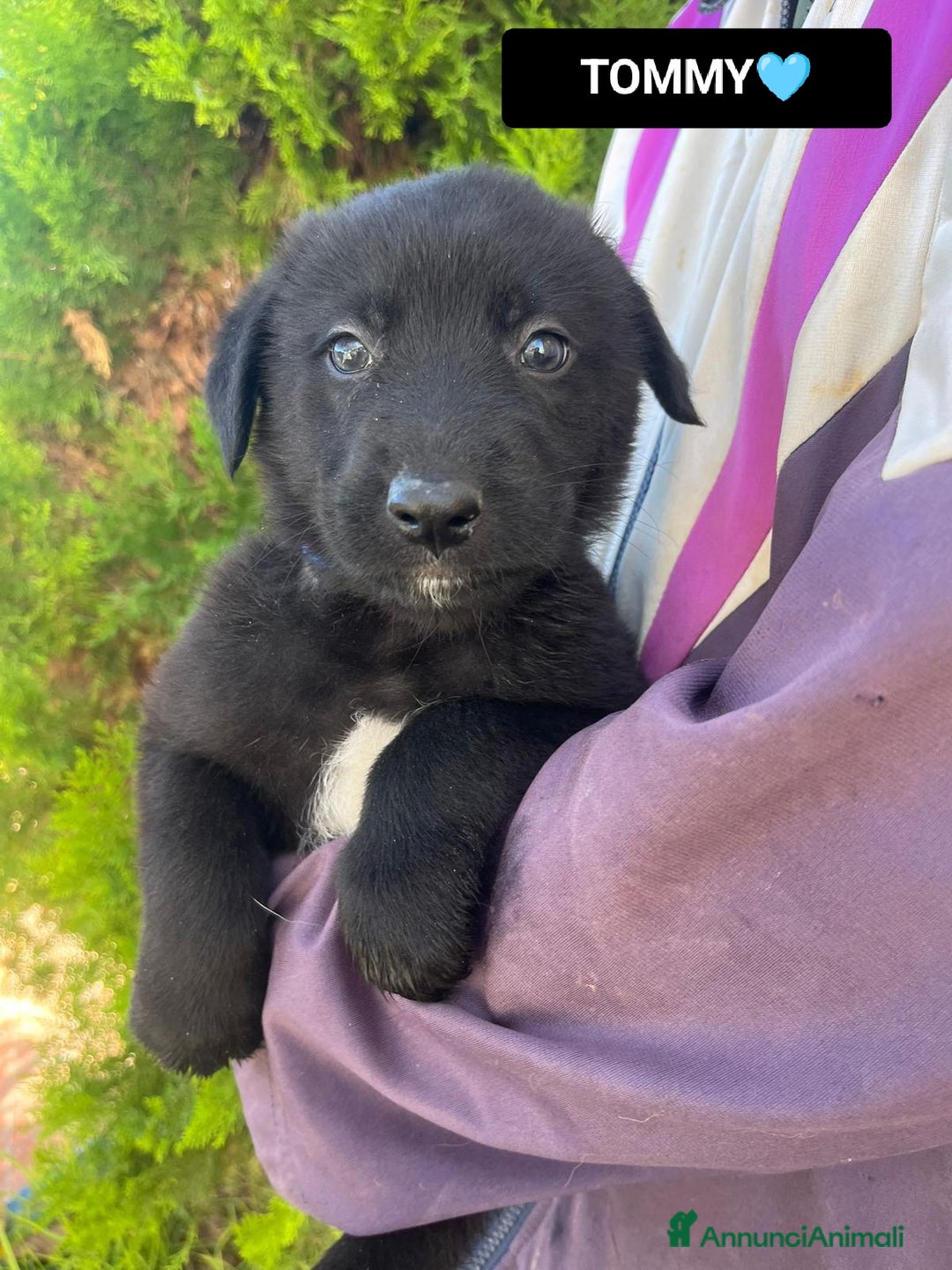 Altre razze cani in regalo:  LILLY, LORIS E TOMMY - Annuncio 4