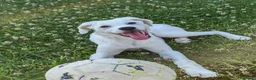 Meticcio cani in regalo: YOSHI 💙 un cucciolo tenero e tranquillo a Città Metropolitana di Bologna - Annuncio 4