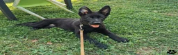 Pastore Tedesco cani in vendita: Pastore tedesco nero cuccioli importanti - Annuncio 6