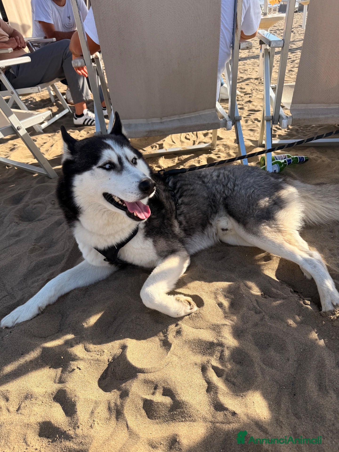 Husky cani Cerco compagna da accoppiamento  - Annuncio 1