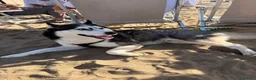 Husky cani per accoppiamento: Cerco compagna da accoppiamento  a Città Metropolitana di Napoli - Annuncio 1