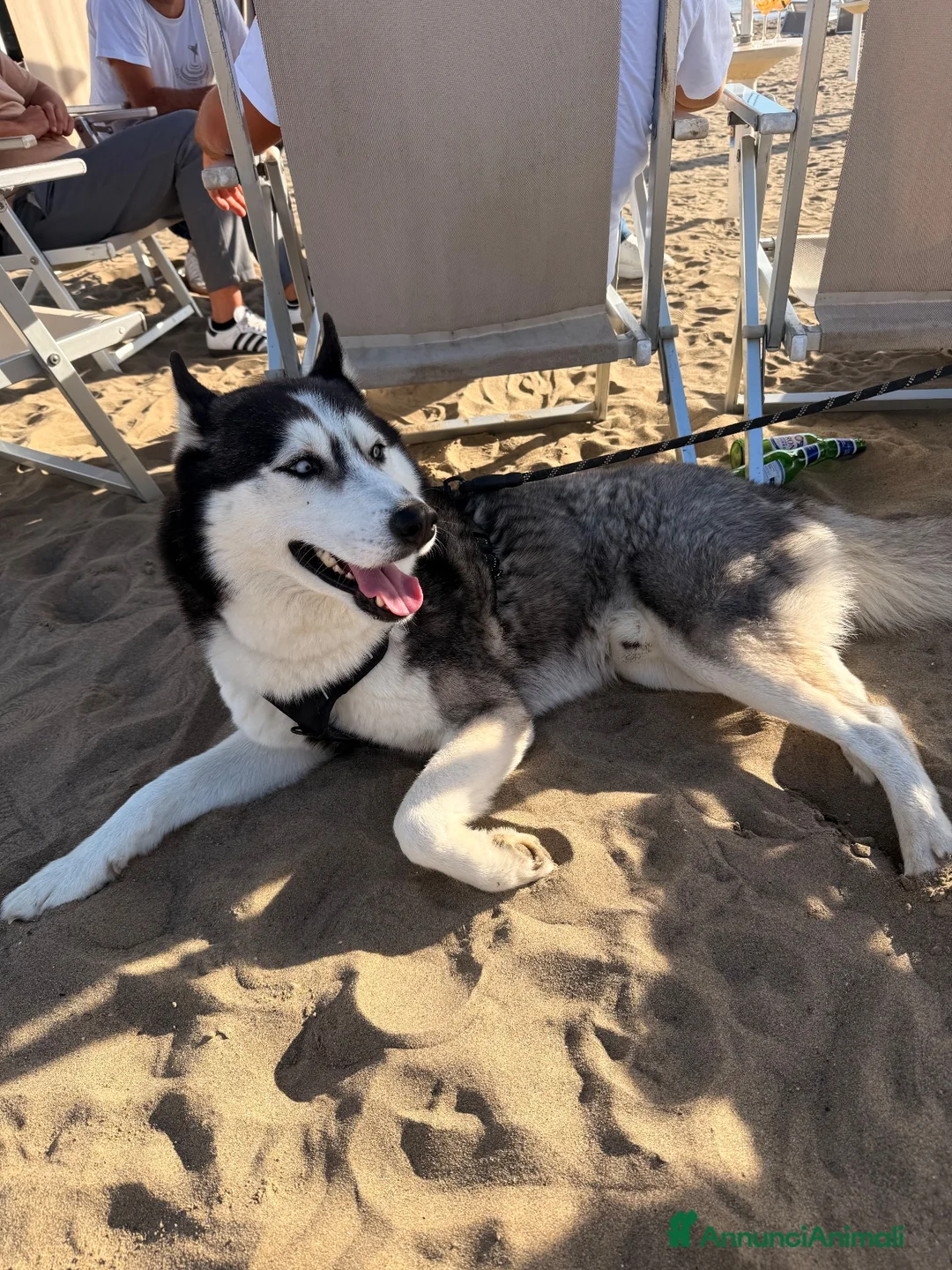 Husky cani per accoppiamento: Cerco compagna da accoppiamento  a Città Metropolitana di Napoli - Annuncio 1