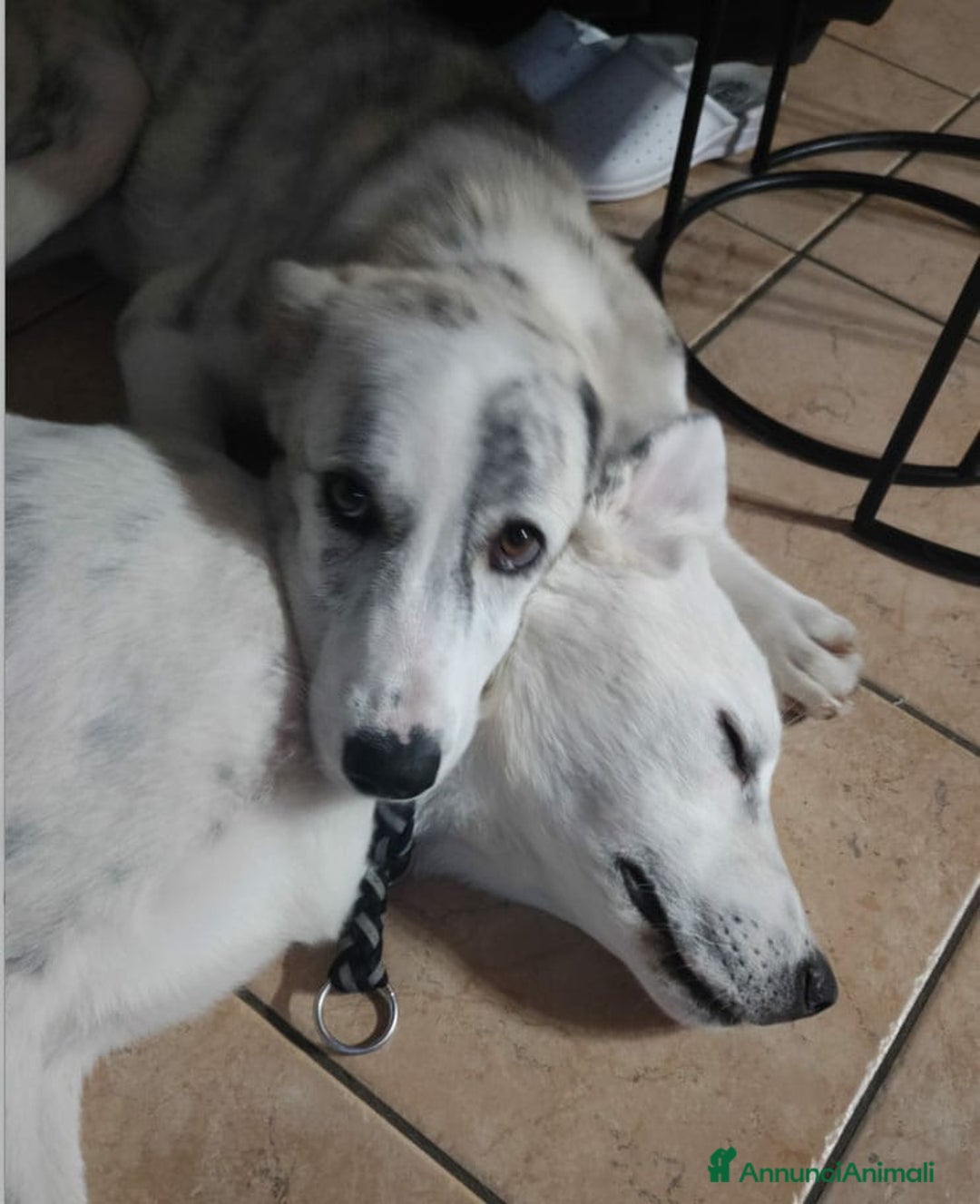 Altre razze cani in regalo: LINK e MAIL, 6 MESI, (01/01/25) a Provincia di Bergamo - Immagine 4