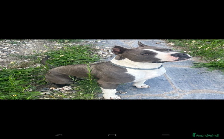 American Staffordshire cani a Città Metropolitana di Genova - Annuncio 1