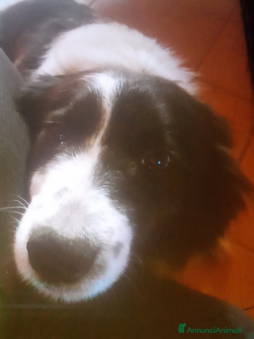 Border Collie cani in vendita: Border collie - Annuncio 1