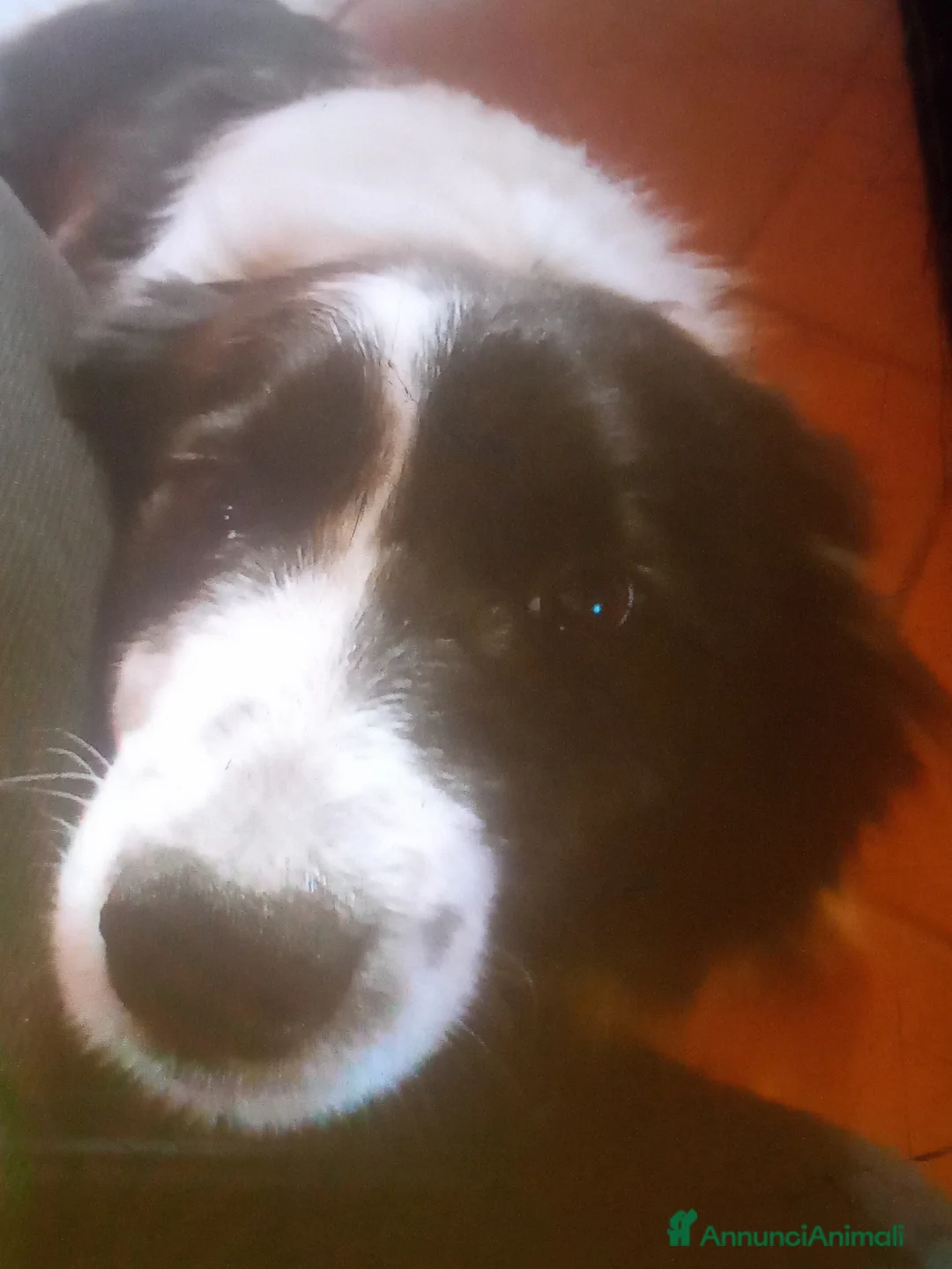 Border Collie cani in vendita: Border collie - Annuncio 1