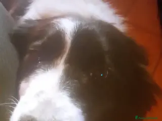 Border Collie cani Border collie - Annuncio 4