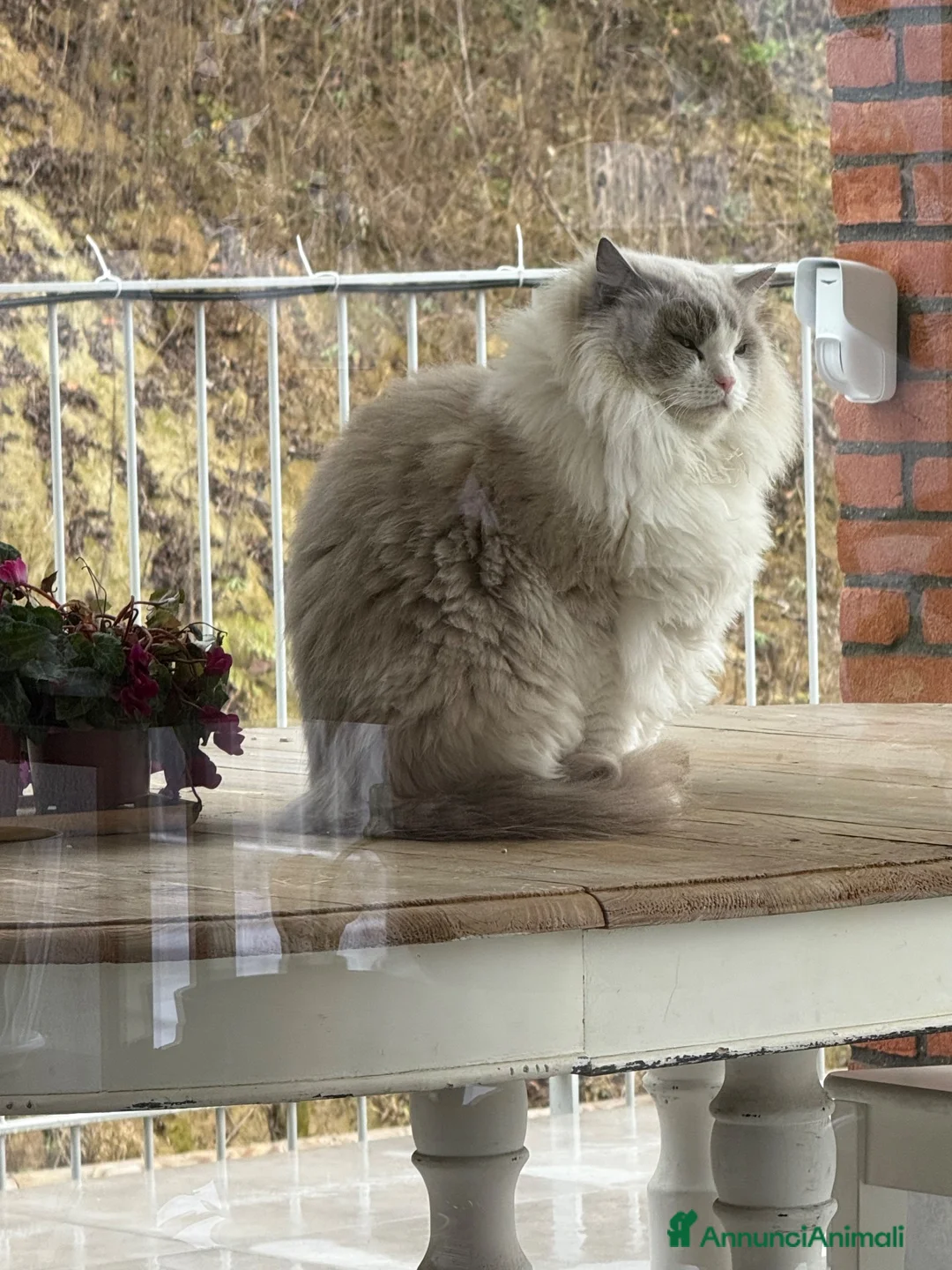 Ragdoll gatti in regalo: Mici in regalo a Città Metropolitana di Torino - Annuncio 2