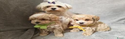 Maltipoo cani in vendita: Cuccioli di Maltipoo toy a Provincia di Como - Annuncio 12