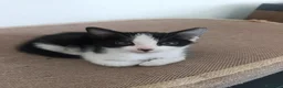Meticcio gatti in vendita: Gattino tuxedo di 2 mesi - Annuncio 3