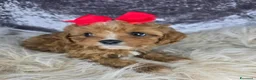 Cavapoo cani in vendita: Cuccioli di F1 Cavapoo a Città metropolitana di Roma Capitale - Annuncio 6
