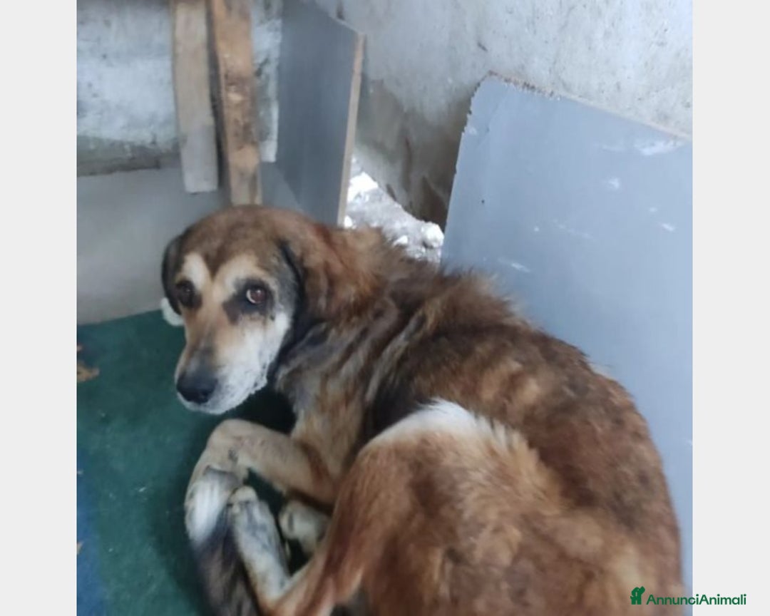 Meticcio cani in regalo: Lo volevano avvelenare,salvato,salito a BOLOGNA a Bologna - Annuncio 2