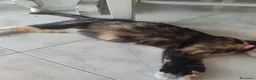 Meticcio gatti in regalo: Regalo Gattini a Città Metropolitana di Napoli - Annuncio 6