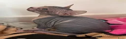 Sphynx gatti in vendita: Sphynx  a Provincia di Frosinone - Annuncio 4