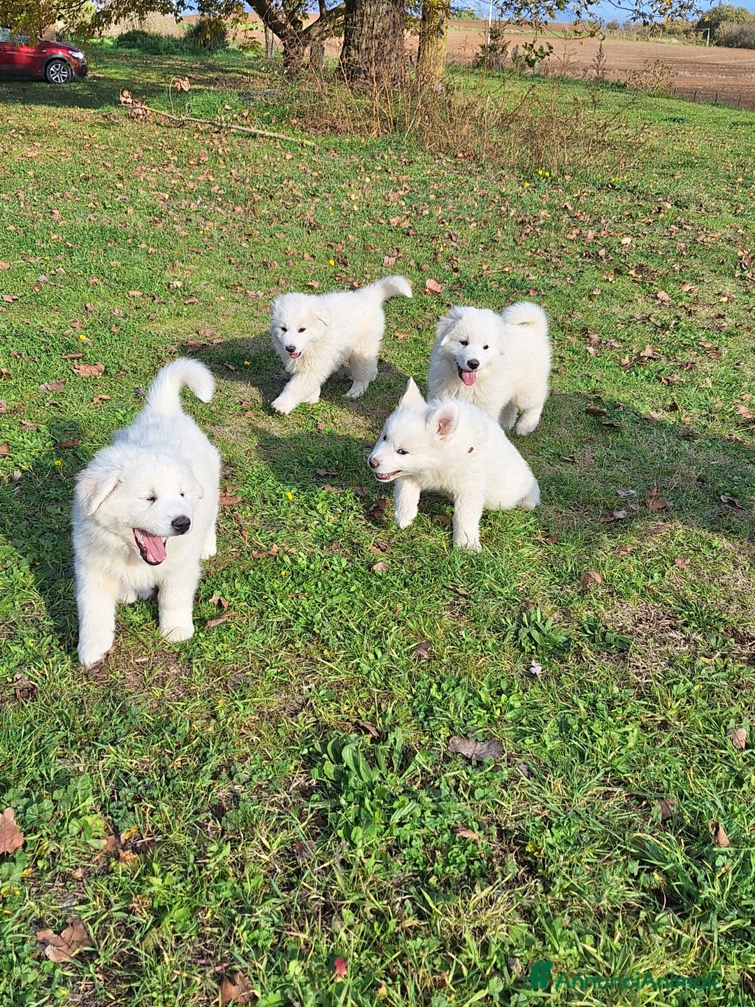 Pastore Maremmano cani in vendita: Cuccioli di pastore maremmano, 3 maschi, 1 femmina - Annuncio 3