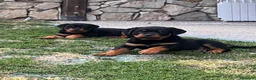 Rottweiler cani in vendita: Cuccioli di Rottwailer - Annuncio 2