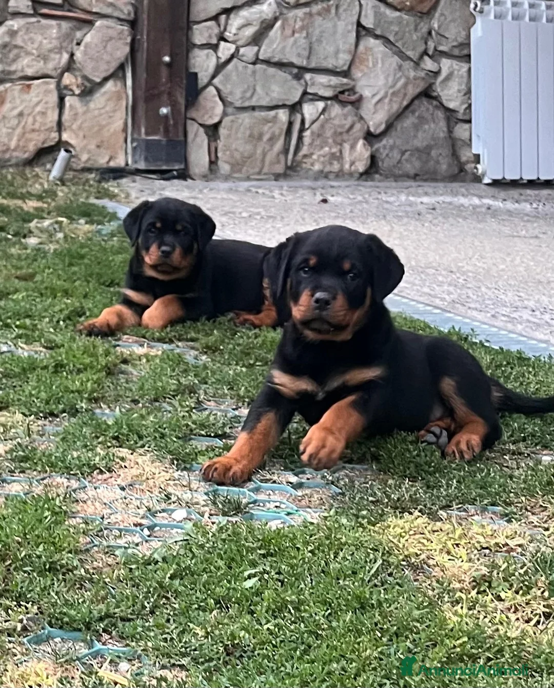 Rottweiler cani in vendita: Cuccioli di Rottwailer - Annuncio 2