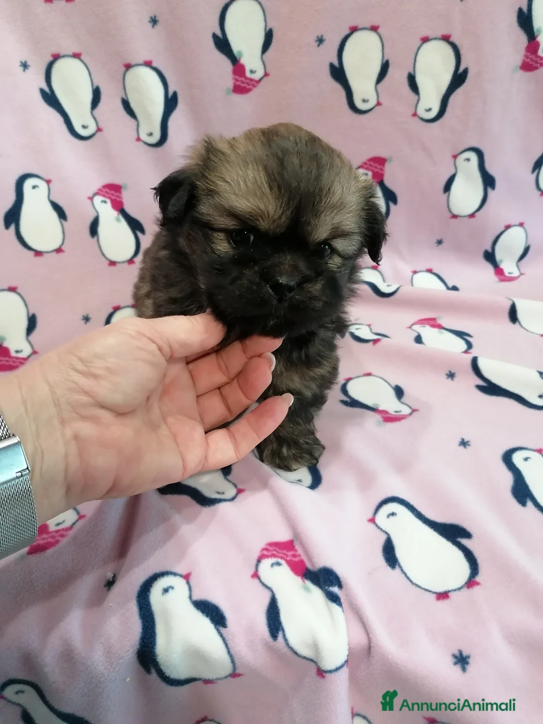 Tibetan Spaniel cani in vendita: Tibetan Spaniel cuccioli - Annuncio 1