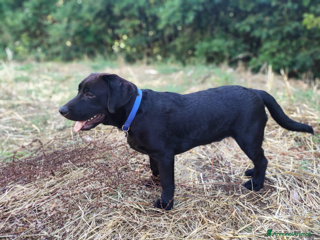 Labrador cani in vendita: Labrador  - Annuncio 5
